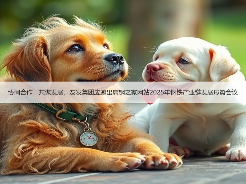 协同合作，共谋发展，友发集团应邀出席钢之家网站2025年钢铁产业链发展形势会议